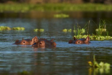 Hippopotamus (Hippopotamus amfibi) Güney Luangwa Ulusal Parkı, Zambiya 'da bir lagünde            