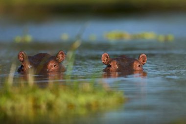 Hippopotamus (Hippopotamus amfibi) Güney Luangwa Ulusal Parkı, Zambiya 'da bir lagünde            