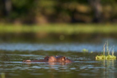 Hippopotamus (Hippopotamus amphibius) in a lagoon in South Luangwa National Park, Zambia             clipart