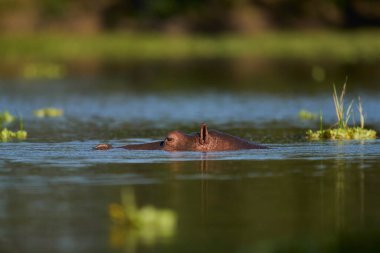 Hippopotamus (Hippopotamus amphibius) in a lagoon in South Luangwa National Park, Zambia             clipart