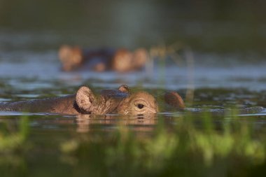 Hippopotamus (Hippopotamus amfibi) Güney Luangwa Ulusal Parkı, Zambiya 'da bir lagünde            