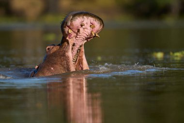 Hippopotamus (Hippopotamus amfibi) Güney Luangwa Ulusal Parkı, Zambiya 'da bir lagünde            