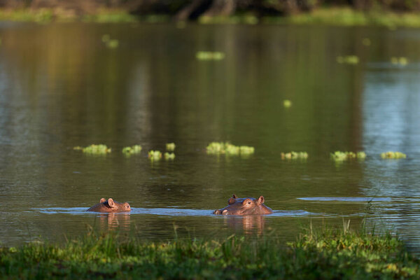 Гиппопотамус (Hippopotamus amphibius) в лагуне в Национальном парке Южная Луангва, Замбия            