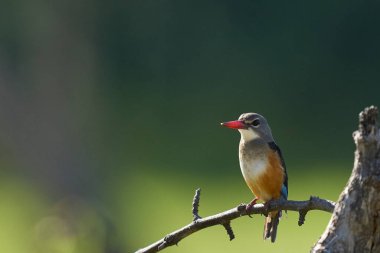 Gri başlı Kingfisher (Halcyon lökocephala) Güney Luangwa Ulusal Parkı 'ndaki su dolu bir lagünün üzerine tünemişti.    