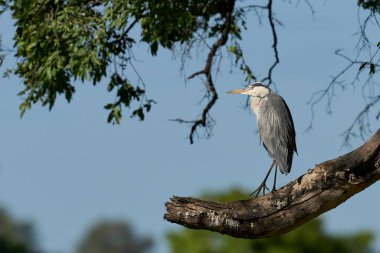 Gri balıkçıl (Ardea cinerea) Güney Luangwa Ulusal Parkı 'ndaki su dolu bir lagünün üzerindeki bir ağaca tünemiştir.