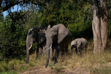 Bir grup Afrika Fili (Loxodonta africana) Güney Luangwa Ulusal Parkı, Zambiya 'daki bir lagünde içiyorlar.    