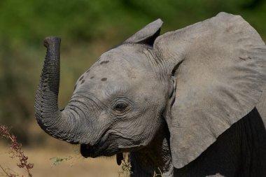 Bir grup Afrika Fili (Loxodonta africana) Güney Luangwa Ulusal Parkı, Zambiya 'daki bir lagünde içiyorlar.    