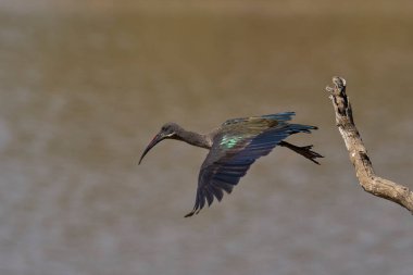 Hadada Ibis (Bostrychia hagedash) taking off from a branch over a water filled lagoon in South Luangwa National Park, Zambia. clipart