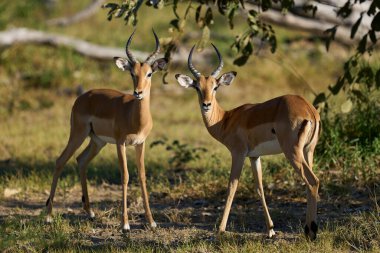 Güney Luangwa Ulusal Parkı, Zambiya 'da yıllık monotonluk döneminde erkek Impala (Aepyceros melampus)