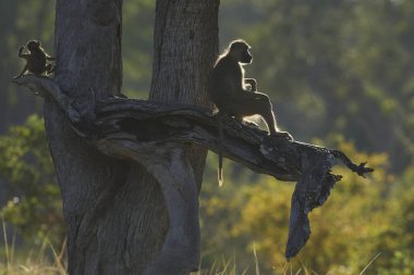 Sarı Babun (Papio cynocephalus) Güney Luangwa Ulusal Parkı, Zambiya 'daki bir ağaçta arka planda.