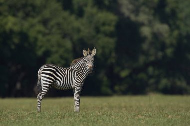 Crawshay's zebra (Equus quagga crawshayi) grazing in South Luangwa National Park, Zambia clipart