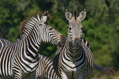 Crawshay zebrası (Equus quagga crawshayi) Güney Luangwa Ulusal Parkı, Zambiya 'da otluyor.