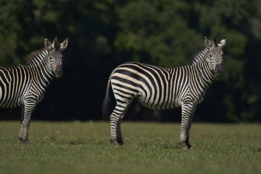 Crawshay's zebra (Equus quagga crawshayi) grazing in South Luangwa National Park, Zambia clipart