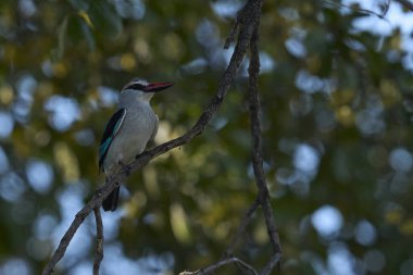 Woodland Kingfisher (Halcyon Senegalensis) Güney Luangwa Ulusal Parkı 'nda bir şubeye tünemiştir.