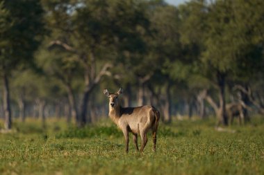 Waterbuck (Kobus ellipsiprymnus) Güney Luangwa Ulusal Parkı, Zambiya