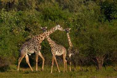 Güney Luangwa Ulusal Parkı, Zambiya 'da Thornicroft zürafası (Giraffa camelopardalis thornicrofti)