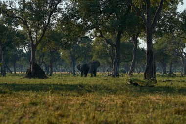 Boğa Afrika Fili (Loxodonta africana) Güney Luangwa Ulusal Parkı 'nda ağaçlık alanda yürüyor.    