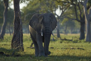 Boğa Afrika Fili (Loxodonta africana) Güney Luangwa Ulusal Parkı 'nda ağaçlık alanda yürüyor.    