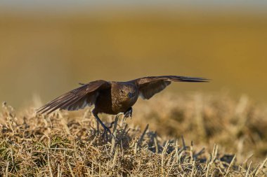 Falkland Adaları 'ndaki Bleaker Adası' nda Tussacbird (Cinclodes antarcticus antarcticus).        