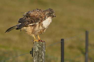 Variable Hawk (Buteo polyosoma) perched on a fence post on Bleaker Island in the Falkland Islands clipart