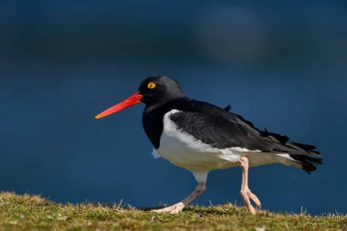 Falkland Adaları 'ndaki Bleaker Adası' nda Magellanic Oystercatcher (Haematopus leucopodus).