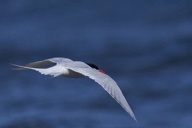 Güney Amerika Ternleri (Sterna hirundinacea) Falkland Adaları 'ndaki Bleaker Adası kıyılarında beslenir.