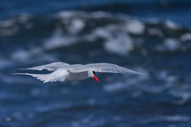 South American Tern (Sterna hirundinacea) feeding on the coast of Bleaker Island in the Falkland Islands clipart