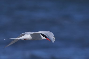 South American Tern (Sterna hirundinacea) feeding on the coast of Bleaker Island in the Falkland Islands clipart