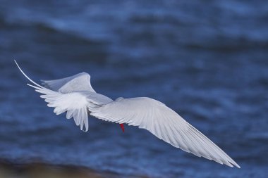 South American Tern (Sterna hirundinacea) feeding on the coast of Bleaker Island in the Falkland Islands clipart