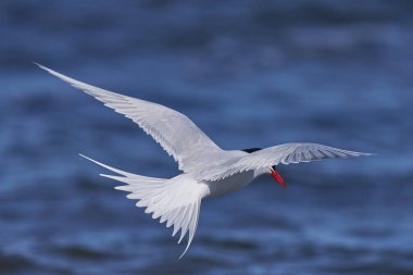 Güney Amerika Ternleri (Sterna hirundinacea) Falkland Adaları 'ndaki Bleaker Adası kıyılarında beslenir.