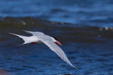 Güney Amerika Ternleri (Sterna hirundinacea) Falkland Adaları 'ndaki Bleaker Adası kıyılarında beslenir.