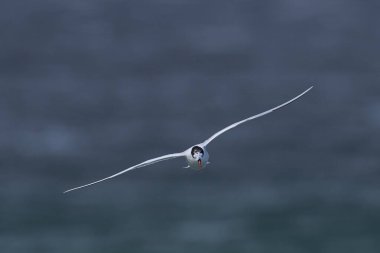 Güney Amerika Ternleri (Sterna hirundinacea) Falkland Adaları 'ndaki Bleaker Adası kıyılarında beslenir.
