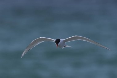 Güney Amerika Ternleri (Sterna hirundinacea) Falkland Adaları 'ndaki Bleaker Adası kıyılarında beslenir.