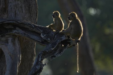 Sarı Babunlar (Papio cynocephalus) Güney Luangwa Ulusal Parkı, Zambiya 'da batan güneşin altında birbirlerini tımar ederken