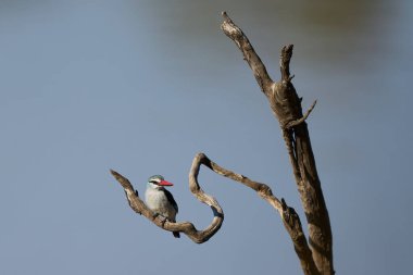 Woodland Kingfisher (Halcyon Senegalensis) Güney Luangwa Ulusal Parkı 'nda bir şubeye tünemiştir.