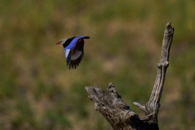 Gri başlı Kingfisher (Halcyon lökocephala) Güney Luangwa Ulusal Parkı 'nda uçuyor.    
