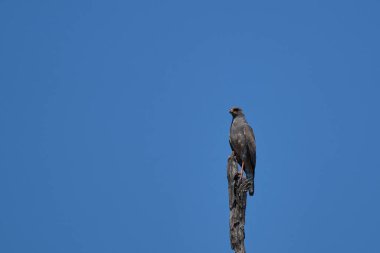 Güney Luangwa Ulusal Parkı, Zambiya 'da Dark Chanting-Goshawk (Melierax metabates)