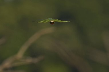 Beyaz önlü arı yiyici (Merops bullockoides) Güney Luangwa Ulusal Parkı, Zambiya 'da böceklerle uçuyor