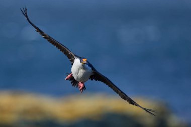 Imperial Shag (Phalacrocorax atriceps albiventer) in flight along the coast of Bleaker Island on the Falkland Islands clipart