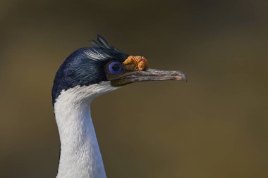 Falkland Adaları 'ndaki Bleaker Adası kıyılarında Imperial Shag (Phalacrocorax atriceps albiventer)