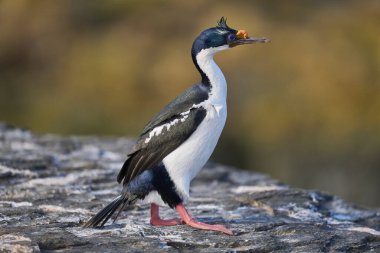 Imperial Shag (Phalacrocorax atriceps albiventer) on the coast of Bleaker Island on the Falkland Islands clipart