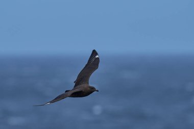 Falkland Skua (Catharacta antarctica) Falkland Adaları 'ndaki Bleaker Adası kıyısında uçmaktadır..
