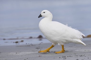 Falkland Adaları 'ndaki Deniz Aslanı Adası sahilinde Erkek Kelp Kaz (Chloephaga hybrida malvinarum).    