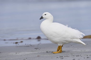 Falkland Adaları 'ndaki Deniz Aslanı Adası sahilinde Erkek Kelp Kaz (Chloephaga hybrida malvinarum).    
