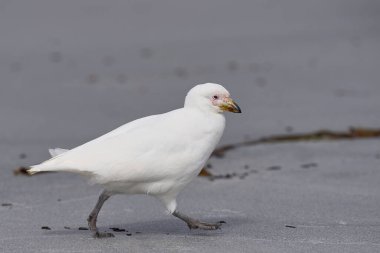 Falkland Adaları 'ndaki Sea Lion Adası kıyılarında solgun yüzlü Sheathbill (Chionis albus).                               