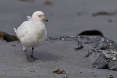 Falkland Adaları 'ndaki Sea Lion Adası kıyılarında solgun yüzlü Sheathbill (Chionis albus).                               