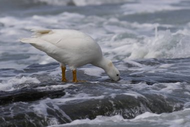 Male Kelp Goose (Chloephaga hybrida malvinarum) feeding on rocks of the tidal zone on Sea Lion Island in the Falkland Islands.                                clipart