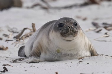 Falkland Adaları 'ndaki Deniz Aslanı Adası kıyısındaki Güney Fil Fok Yavrusu (Mirounga Leonina).