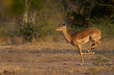 Dişi İmpala (Aepyceros melampus), Güney Luangwa Ulusal Parkı 'ndaki yıllık monotonluk döneminde bir erkeğin dikkatinden kaçmak için koşuyor.