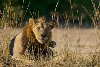 Erkek aslan (Panthera leo) Güney Luangwa Ulusal Parkı, Zambiya 'da dinleniyor.